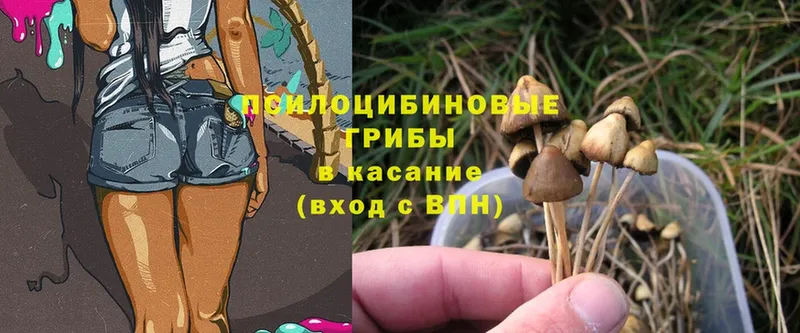 MEGA зеркало  где продают   Апшеронск  Псилоцибиновые грибы Psilocybine cubensis 